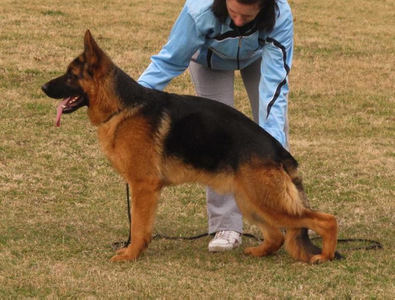 NEO BOGHAUS | German Shepherd Dog 