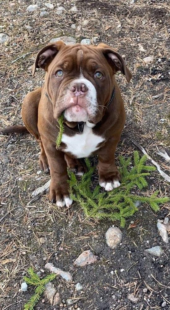 Nordicbulls Tyson | Olde English Bulldogge 