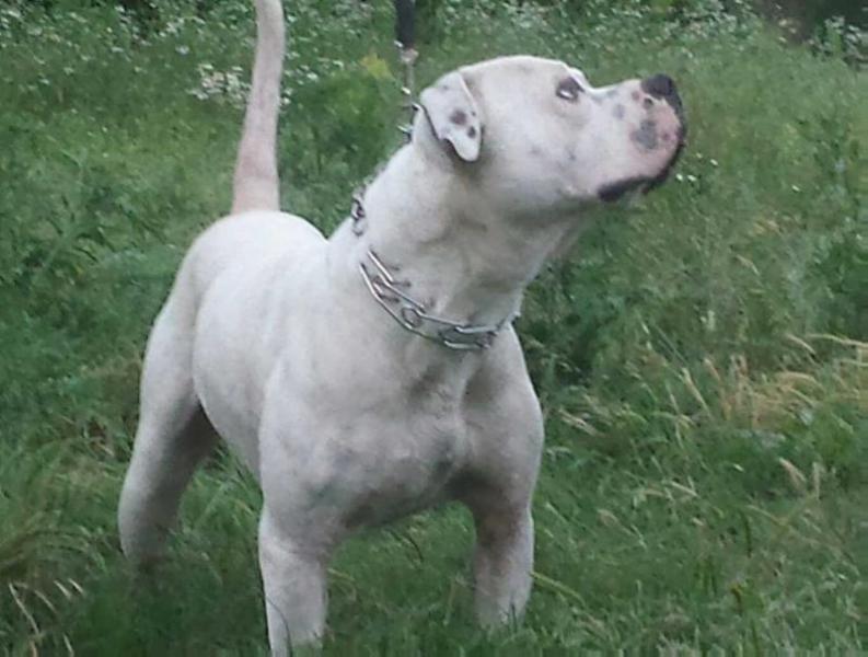 Otaktay's Whiskey of Kadan | American Bulldog 