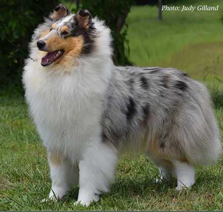 Clarion Crystal Vision | Rough Collie 