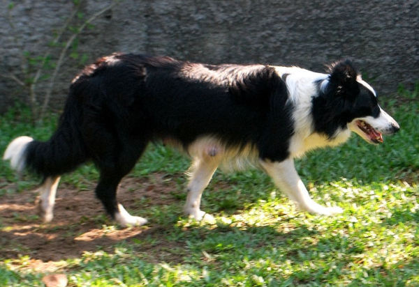 Eyes Of The World Hermione | Border Collie 