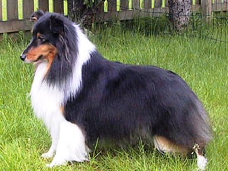 Revolution Daisy | Shetland Sheepdog 