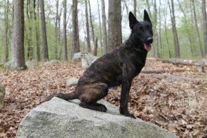 Criminal Dhr. D. Jackson | Dutch Shepherd 