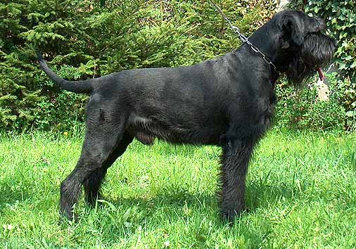 Ass vom Weißen Adler | Giant Schnauzer 