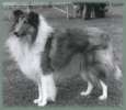 Jefsfire Strollaway | Rough Collie 