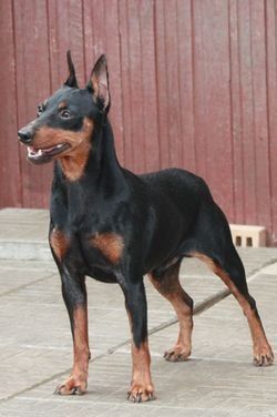 Slavjan Sokrat | Miniature Pinscher 