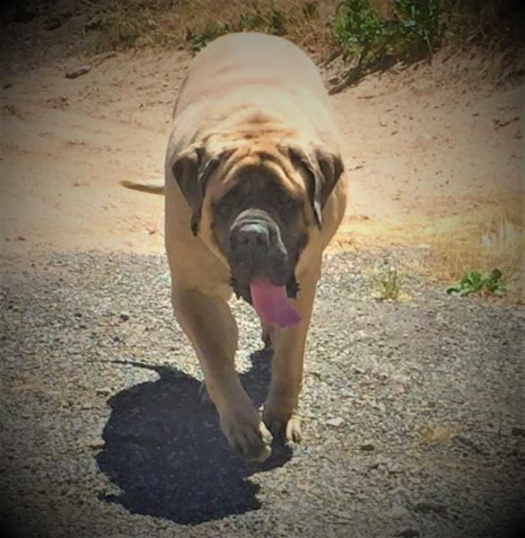 Moondances Raena of Prideland | Mastiff 