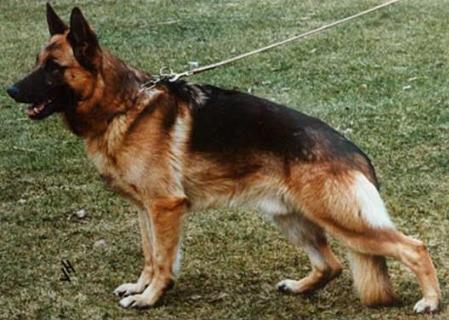 Tenno von Adeloga | German Shepherd Dog 