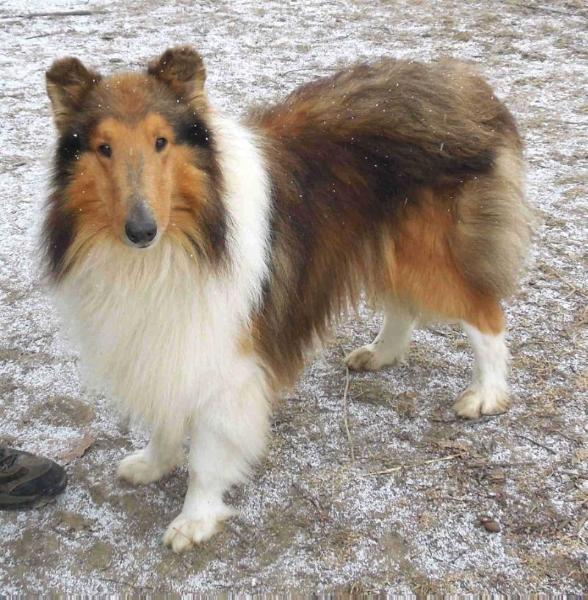 R-STAR ALL FATHER ODIN HAS TRU-VU | Rough Collie 