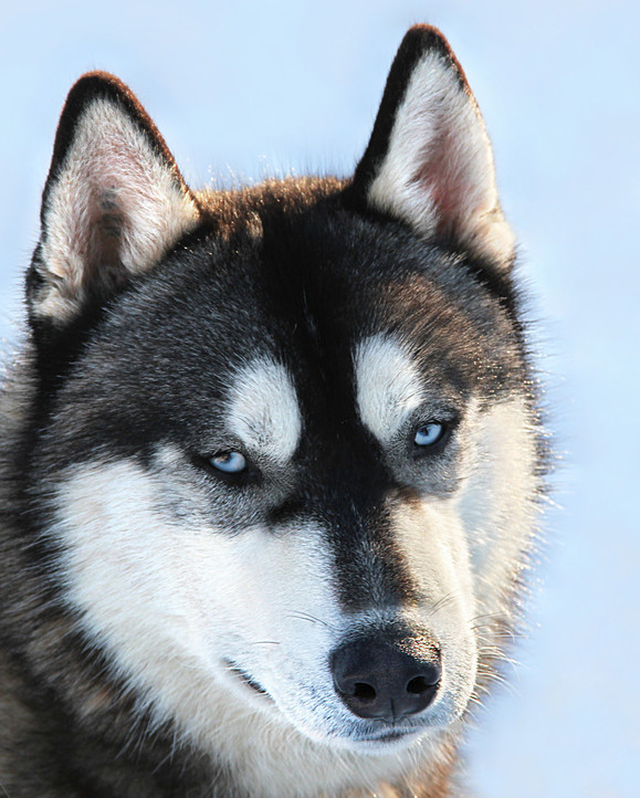 Gibson Eskimoski Domek | Siberian Husky 