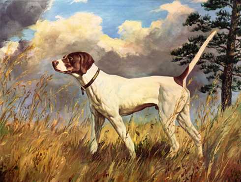 ARIEL  (USA) | Pointer 