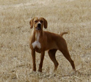 Mel de beira-Rio maior | Portuguese Pointer 