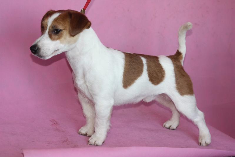 Westjac's Romeo | Jack Russell Terrier 