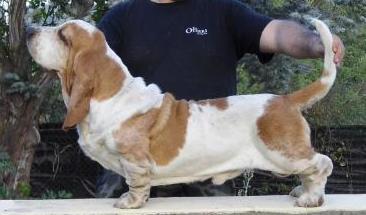 Paddy da Casa do Trevo | Basset Hound 