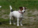 Kenzo Jungle Balao | Jack Russell Terrier 