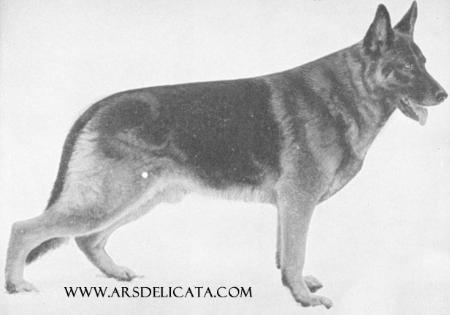 Cuno von der Teufelslache | German Shepherd Dog 