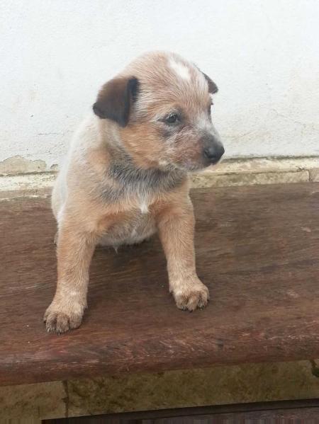 BRUTUS RED do NVBK HEELER SELIVON | Australian Cattle Dog 