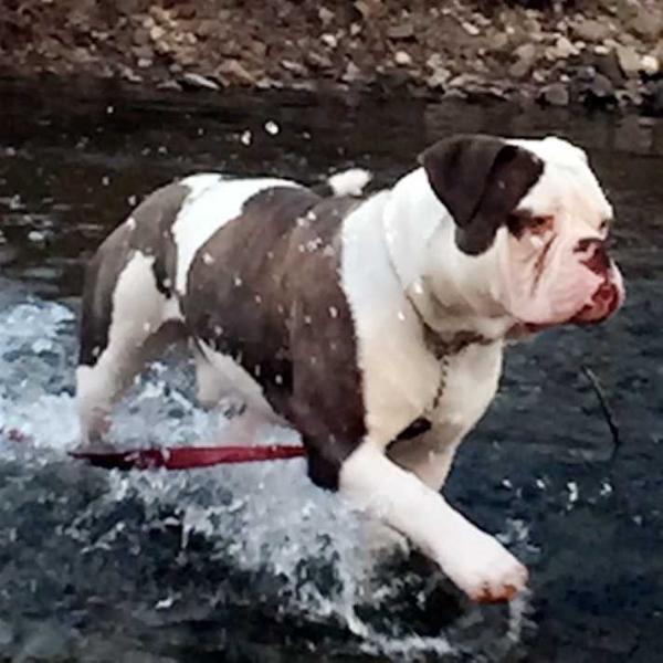 An Autistic Boy's Hero | American Bulldog 