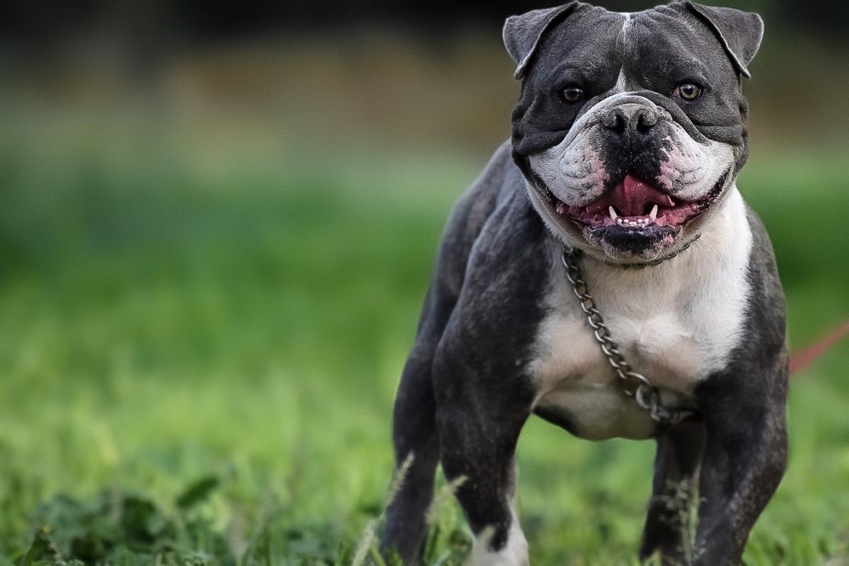 Pacific Line Bull Ranch’s “Kash” | Olde English Bulldogge 