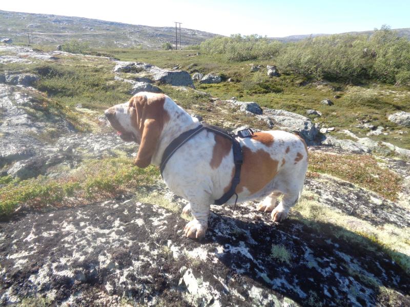 Donald | Basset Hound 