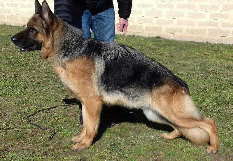Nancy della Torre dei Vescovi | German Shepherd Dog 