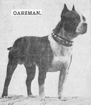 Oarsman | Boston Terrier 