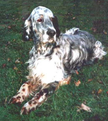 Silvanus Jordano | English Setter 