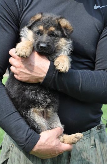Casey od Zeyerova domu | German Shepherd Dog 