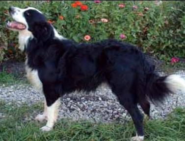 Knox's Strider du Prairie | English Shepherd 