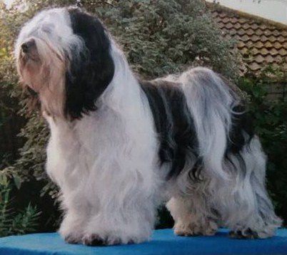 AIVLYS BEST MATE | Tibetan Terrier 