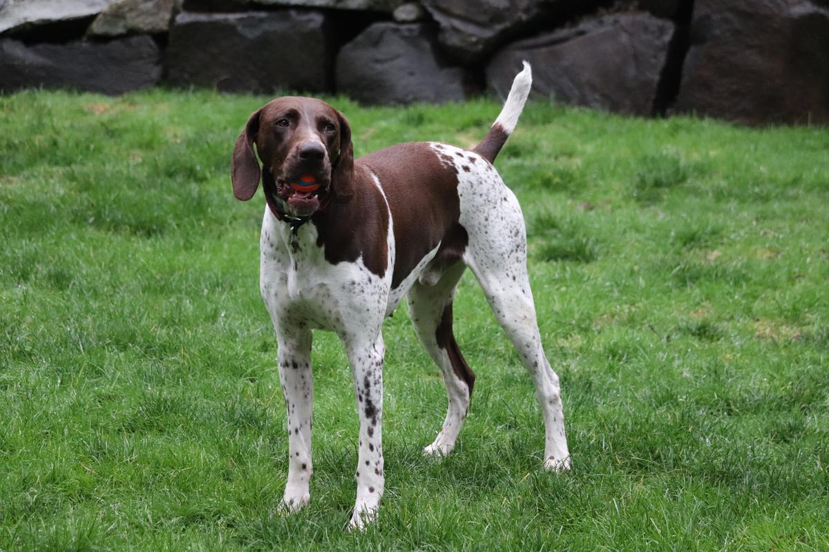 North Creek's Legendary Hawkeye | German Shorthaired Pointer 