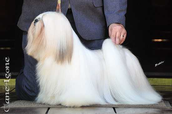 Justin Timberlake CaneLeone | Lhasa Apso 