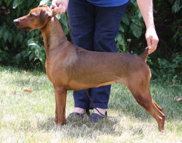 Nevars Mint Julep | German Pinscher 