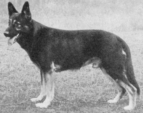 Onyx vom Forellenbach | German Shepherd Dog 