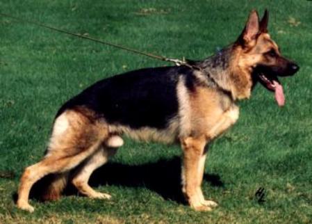 Zorro zum Gigelsfelsen | German Shepherd Dog 