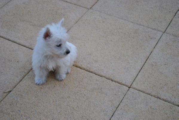 Eros of Liberty | West Highland White Terrier 