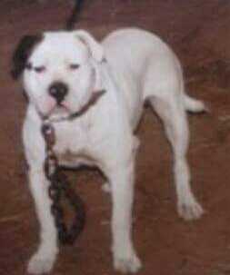 MRN's Big Sam | Alapaha Blue Blood Bulldog 