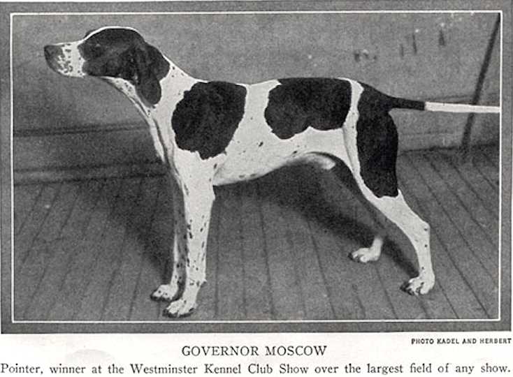 Governor Moscow | Pointer 