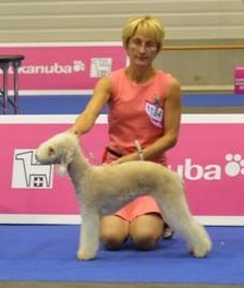 Zlatovlaska iz Laplandii Kanis | Bedlington Terrier 