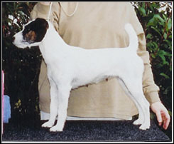 Fox Valley Flirt | Parson Russell Terrier 