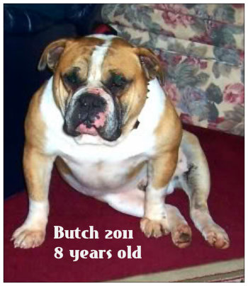 BuffaloCreek's Bad Boy Butch of DSK | Olde English Bulldogge 