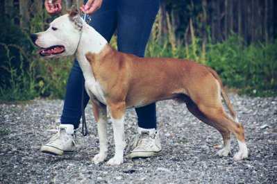 Immortal Soldiers Der Graf | American Staffordshire Terrier 