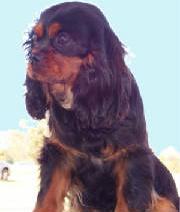 Aberlour Keeper of Keys | Cavalier King Charles Spaniel 