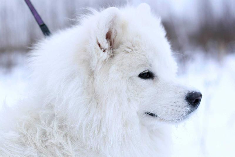 BOREALWIND MAGIC SPIRIT | Samoyed 