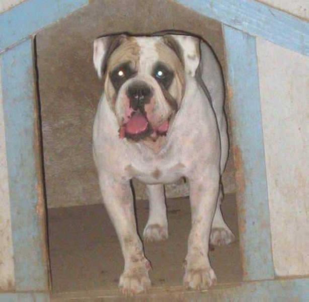 Warriors Sweet Ginger | Olde English Bulldogge 