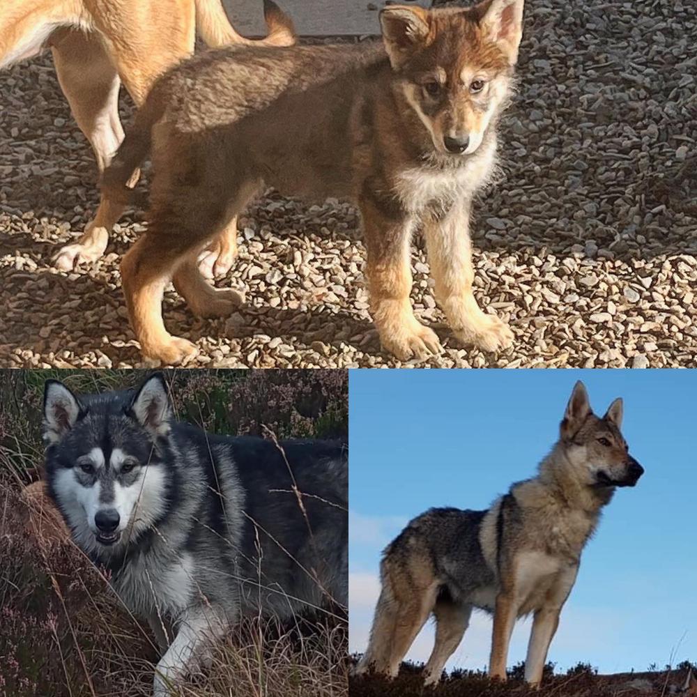 Xena | Czechoslovakian Wolfdog 