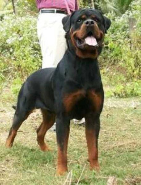 Pippo house of lazic | Rottweiler 