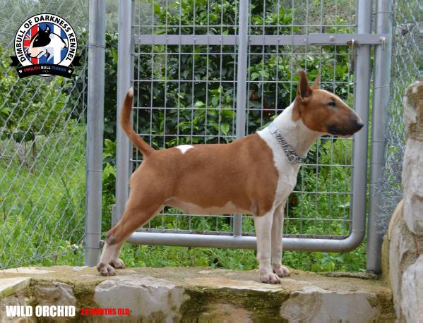 SHADOW FOR WILD ORCHID | Bull Terrier 