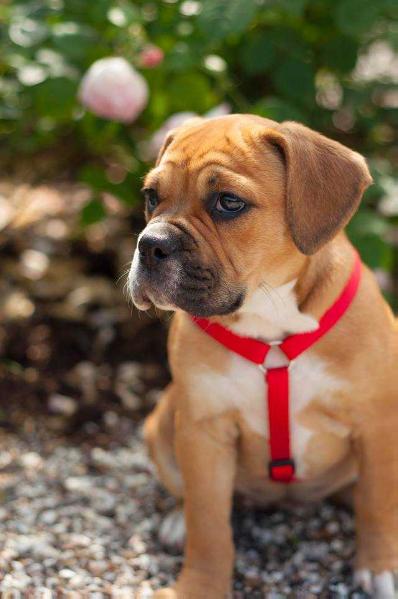 Catobulls Frk. Jensen | Olde English Bulldogge 