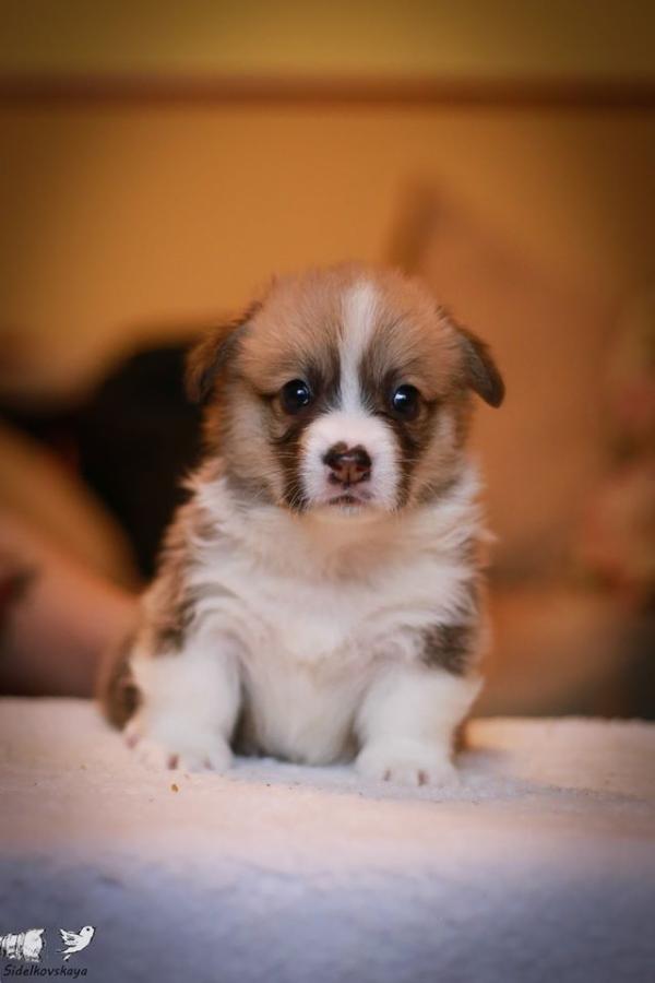 Ivetta Kristall Busch | Pembroke Welsh Corgi 